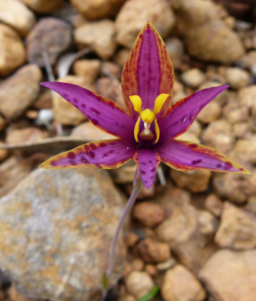 Thelymitra speciosa