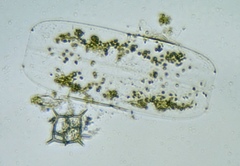 Tropidoneis