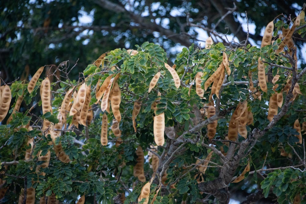 Albizia lebbeck (L.) Benth.