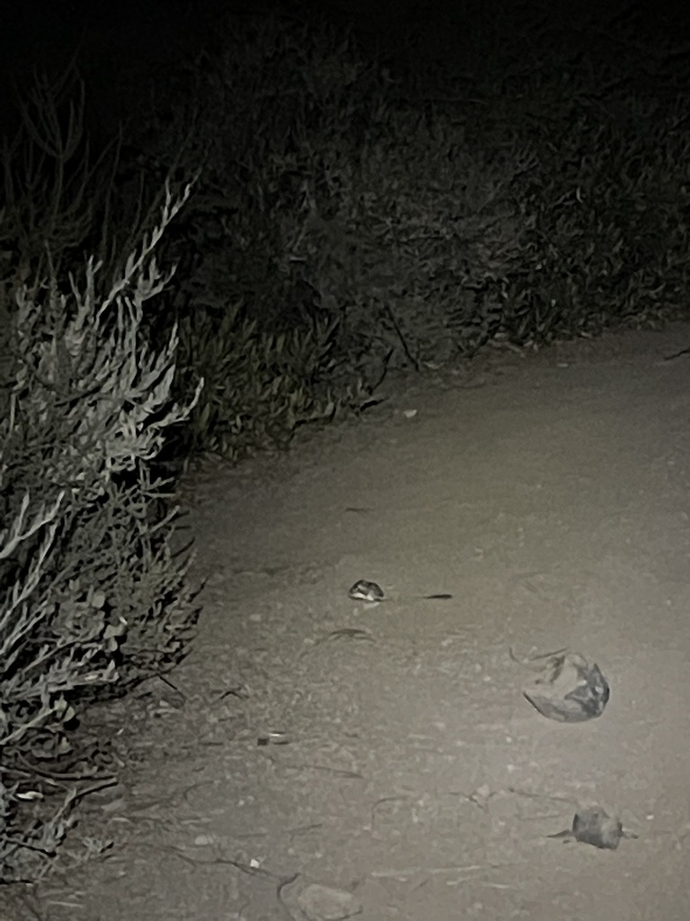Narrow-faced Kangaroo Rat