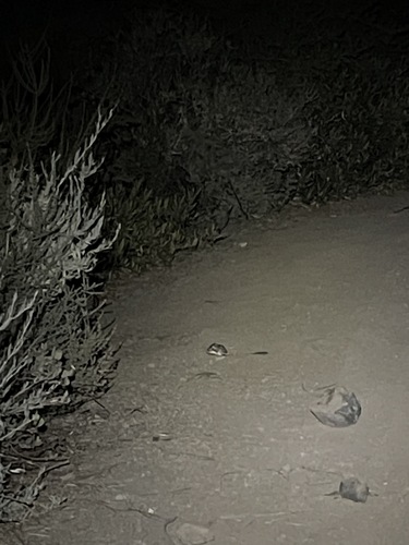 Narrow-faced Kangaroo Rat