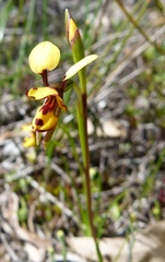 Diuris laxiflora