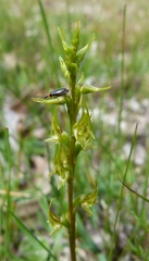 Prasophyllum gracile