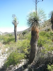 Yucca rostrata