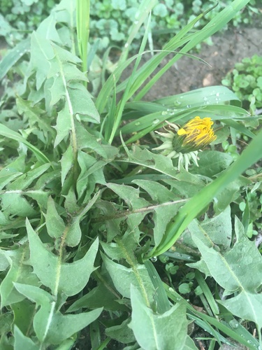 Taraxacum erythrospermum