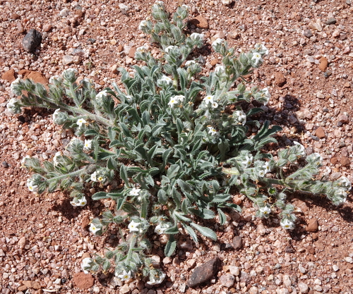 Osterhout's cryptantha (Cryptantha osterhoutii)
