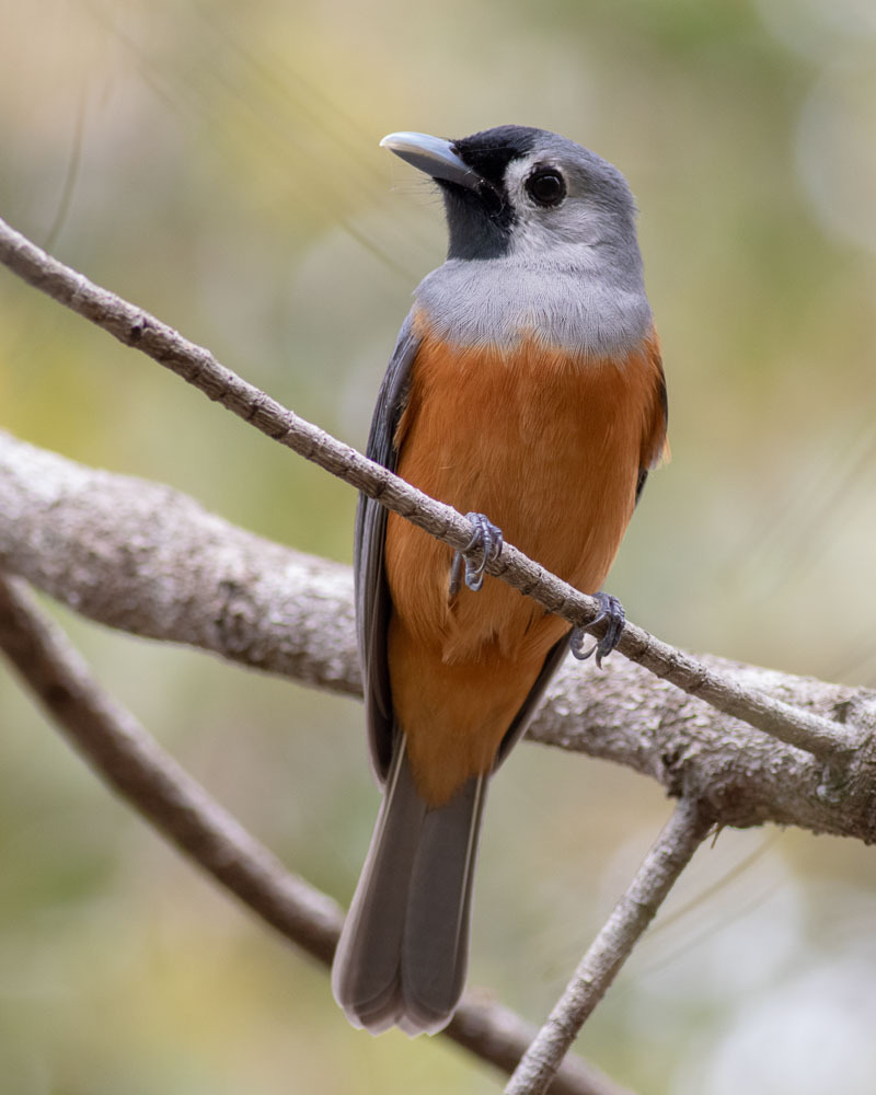 Black-faced Monarch (Monarcha melanopsis) photo