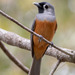 Black-faced Monarch - Photo (c) Steve Murray, some rights reserved (CC BY-NC), uploaded by Steve Murray