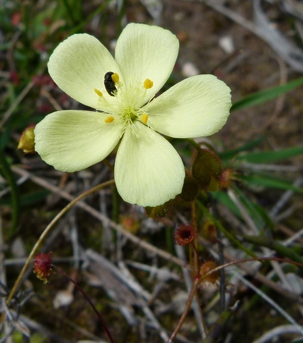 Drosera subhirtella Planch.