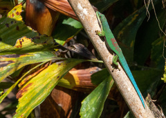 Lined Day Gecko photo 5