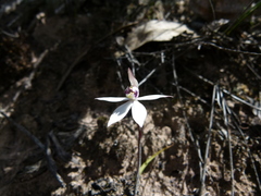 Caladenia saccharata