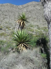 Yucca treculiana