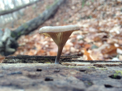 Pseudoarmillariella ectypoides