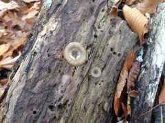 Pseudoarmillariella ectypoides