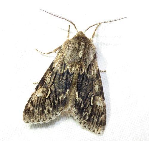 Brachionycha nubeculosa