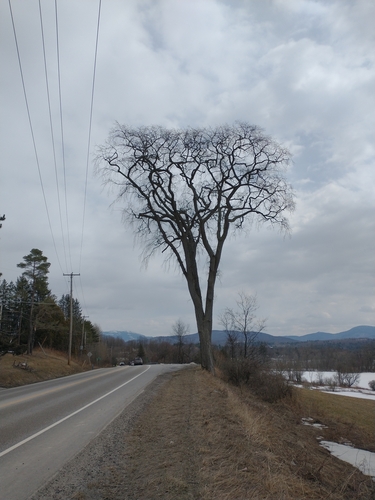 American elm (Ulmus americana)