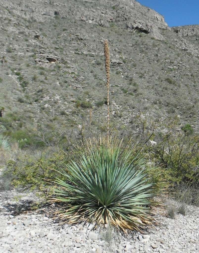 Dasylirion cedrosanum