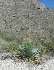 Dasylirion cedrosanum