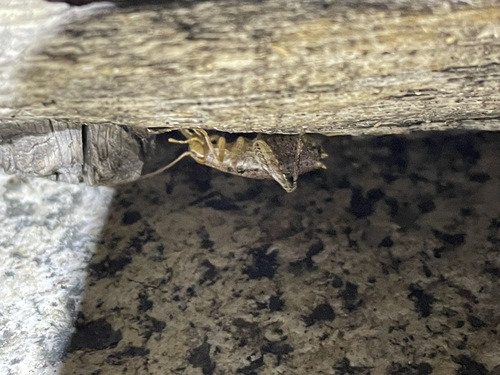 Arboreal Camel Cricket photo 4