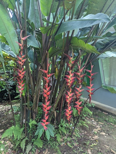 Heliconia pogonantha (Heliconia pogonantha)