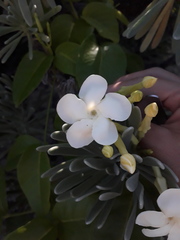 Echites umbellatus
