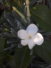 Echites umbellatus