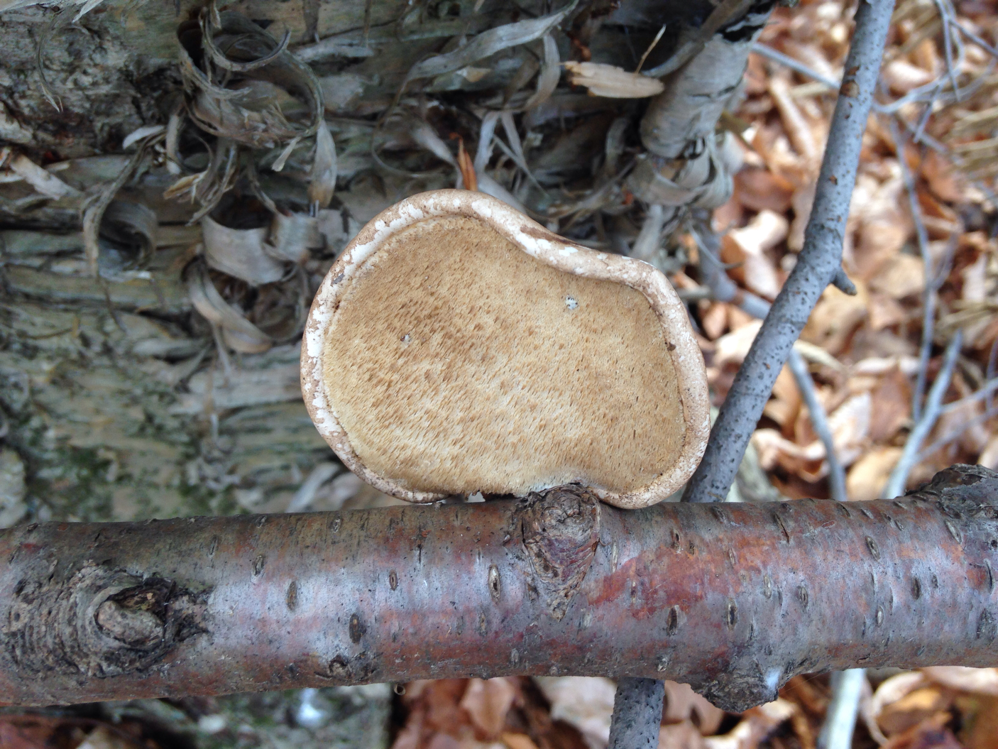 Piptoporus betulinus image