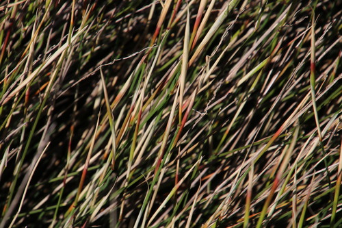 Image of Ehrharta ramosa by (c) Tony Rebelo, some rights reserved (CC BY-SA)