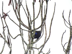 Conirostrum albifrons