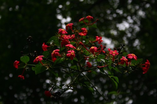 Rovaeanthus strigosus, photograph 6