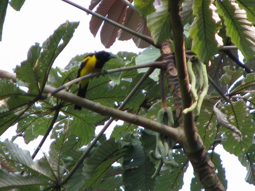 Bar-winged Oriole (Icterus maculialatus), photo 8