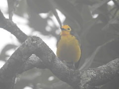 Myioborus ornatus