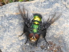 Blepharicnema splendens