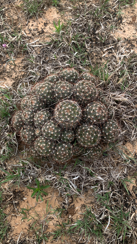 Pelecyphora vivipara