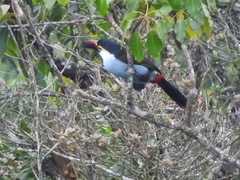 Andigena nigrirostris