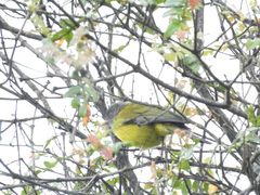 Cnemoscopus rubrirostris