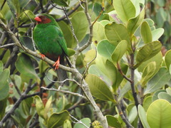 Chlorornis riefferii