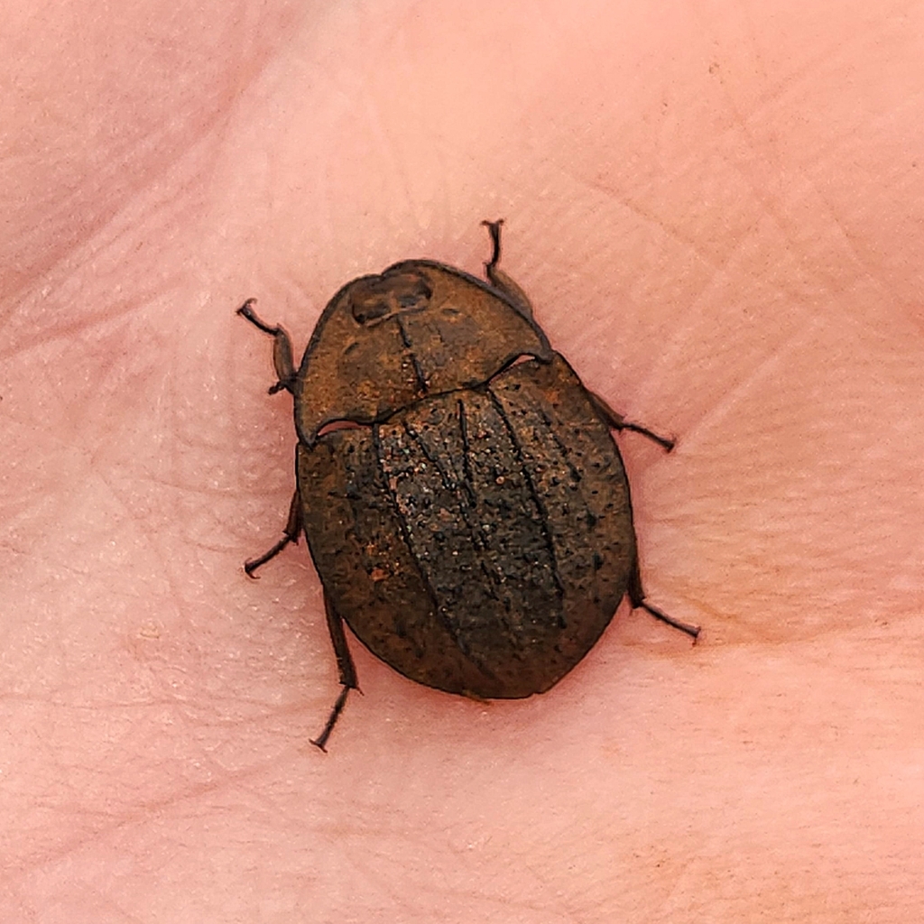 Piedish Beetles from Trundle NSW 2875, Australia on March 23, 2023 at