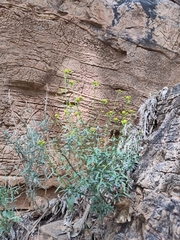 Haplophyllum broussonetianum image