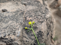 Haplophyllum broussonetianum image