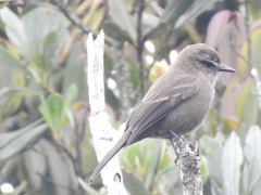 Myiotheretes fumigatus