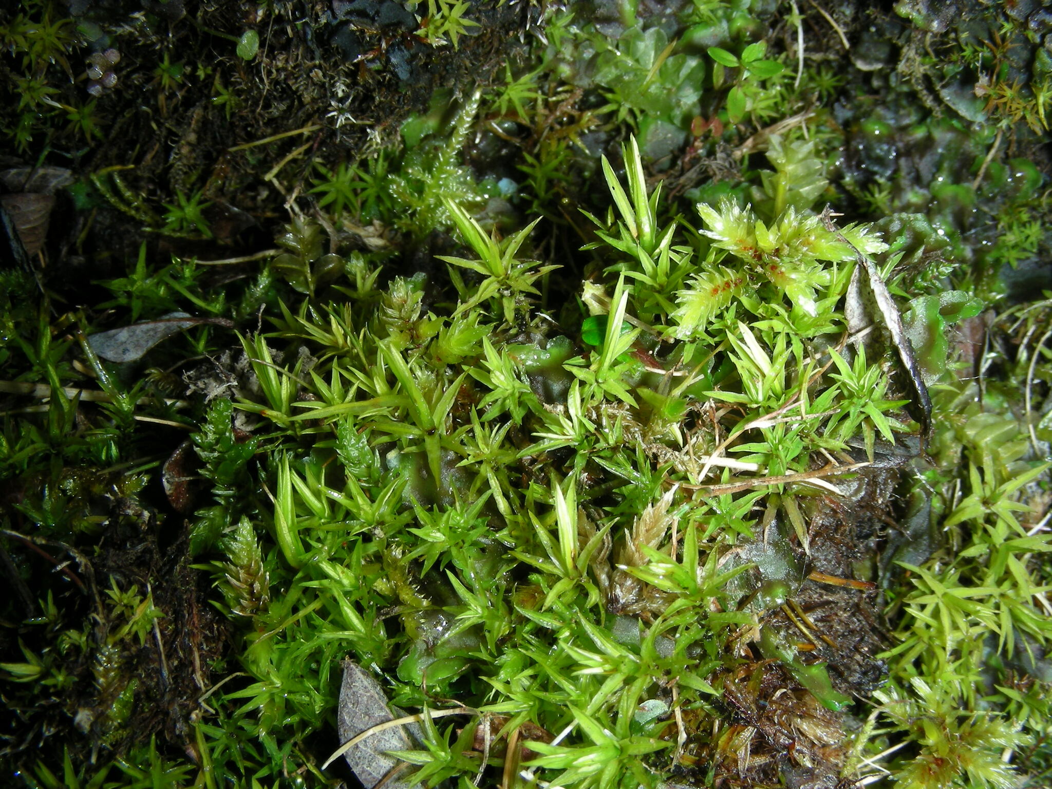 Timmia norvegica var. norvegica