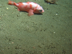 Splitnose Rockfish photo 3