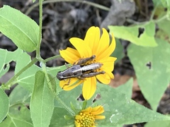 Phaedrotettix