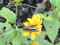 Phaedrotettix