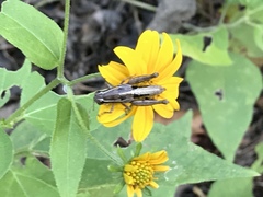 Phaedrotettix