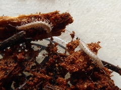 Scytonotus