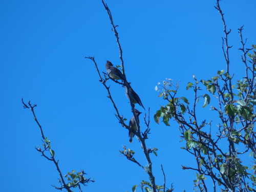 Cedar Waxwing photographed in Florida