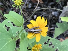 Phaedrotettix