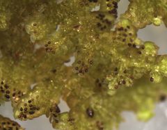 Lepidolaena taylorii